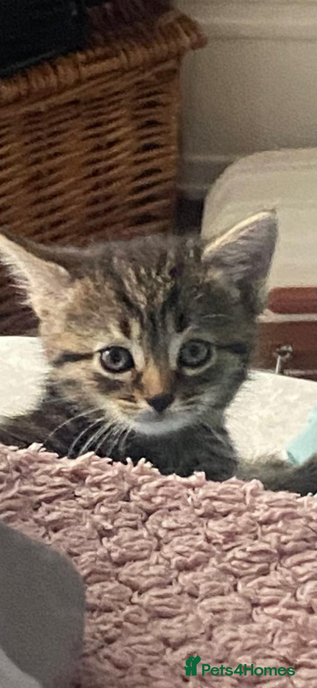 Bengal cats for sale: Beautiful and cheeky  - Image 1