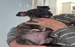 Mixed Breed dogs for sale: Bulldog mastiff mix girl - Image 3