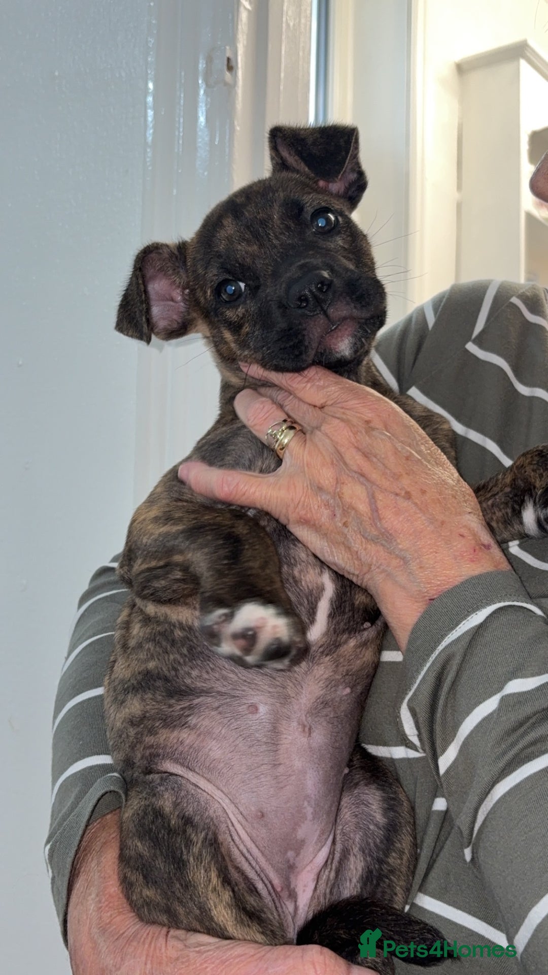 Mixed Breed dogs for sale: Bulldog mastiff mix girl - Image 3