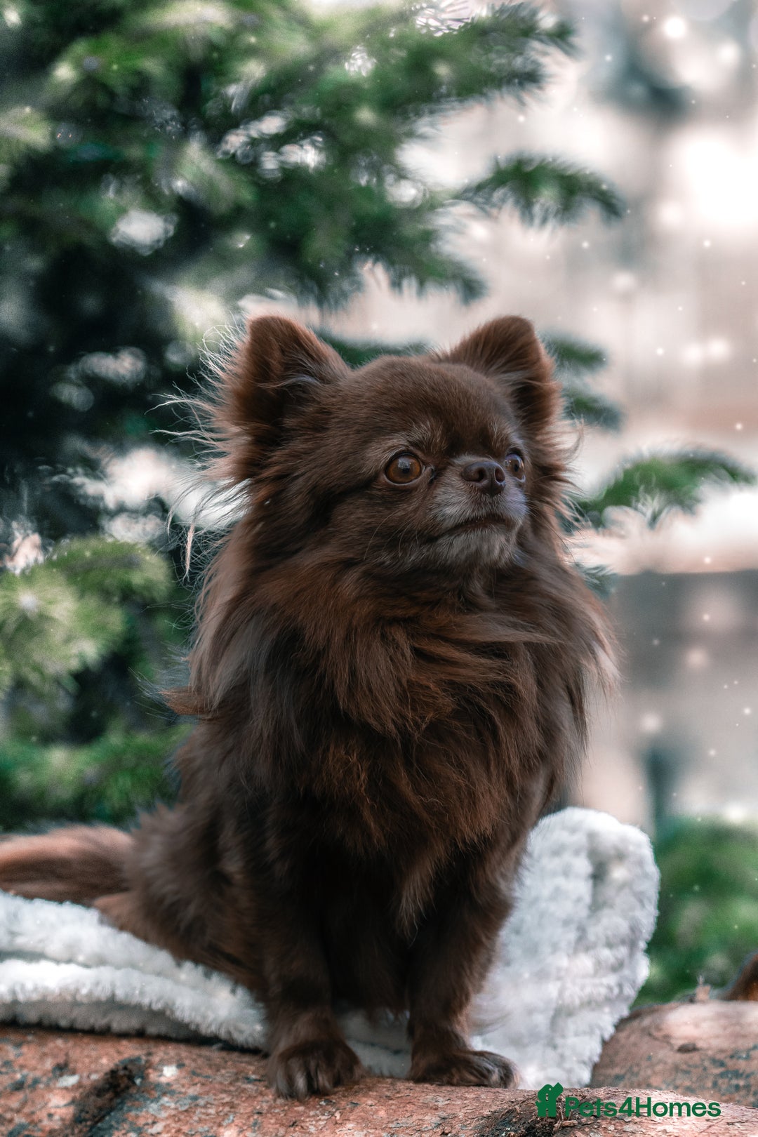 Chihuahua dogs for stud: ❤️ KC REG EXTENSIVELY HEALTH TESTED STUD ❤️ in London - Advert 3