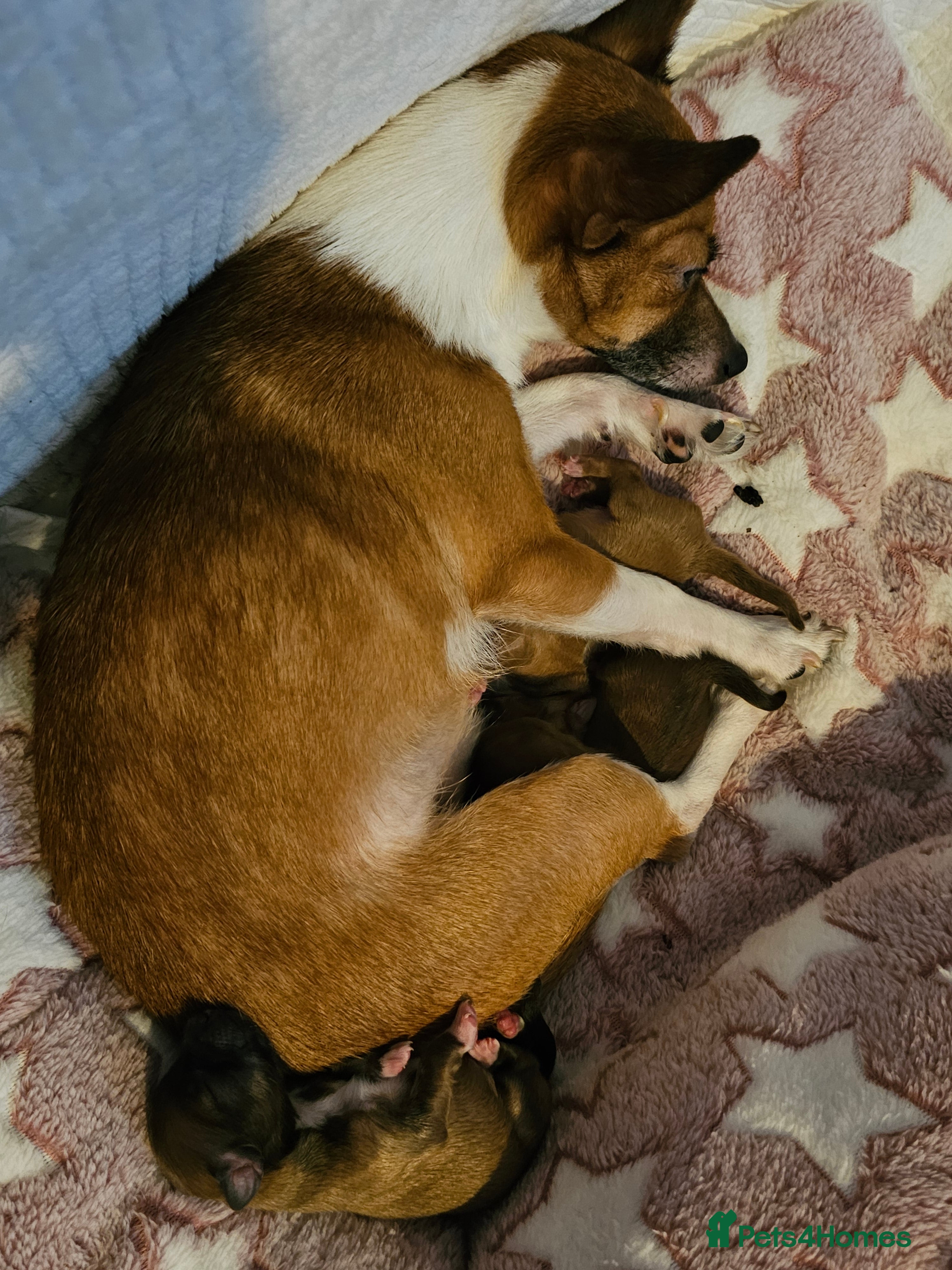 Jack Chi dogs Jack x chi pups - Advert 1