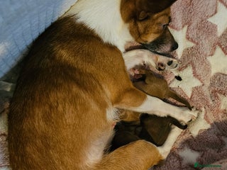 Jack Chi dogs Jack x chi pups - Advert 1