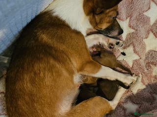 Jack Chi dogs Jack x chi pups - Advert 3