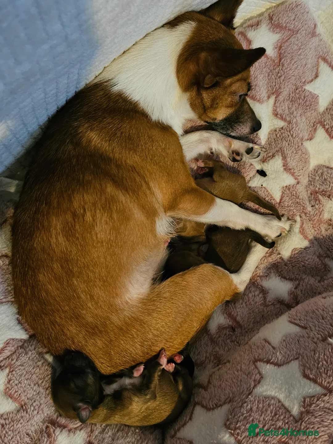 Jack Chi dogs for sale: Jack x chi pups - Advert 1