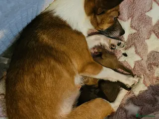 Jack Chi dogs Jack x chi pups - Advert 11