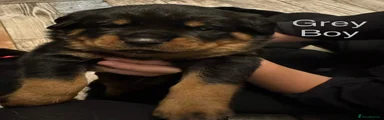 Rottweiler 4
