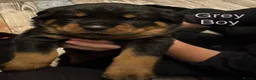 Rottweiler dogs for sale: Beautiful Rottweiler puppies  in Mablethorpe - Advert 3