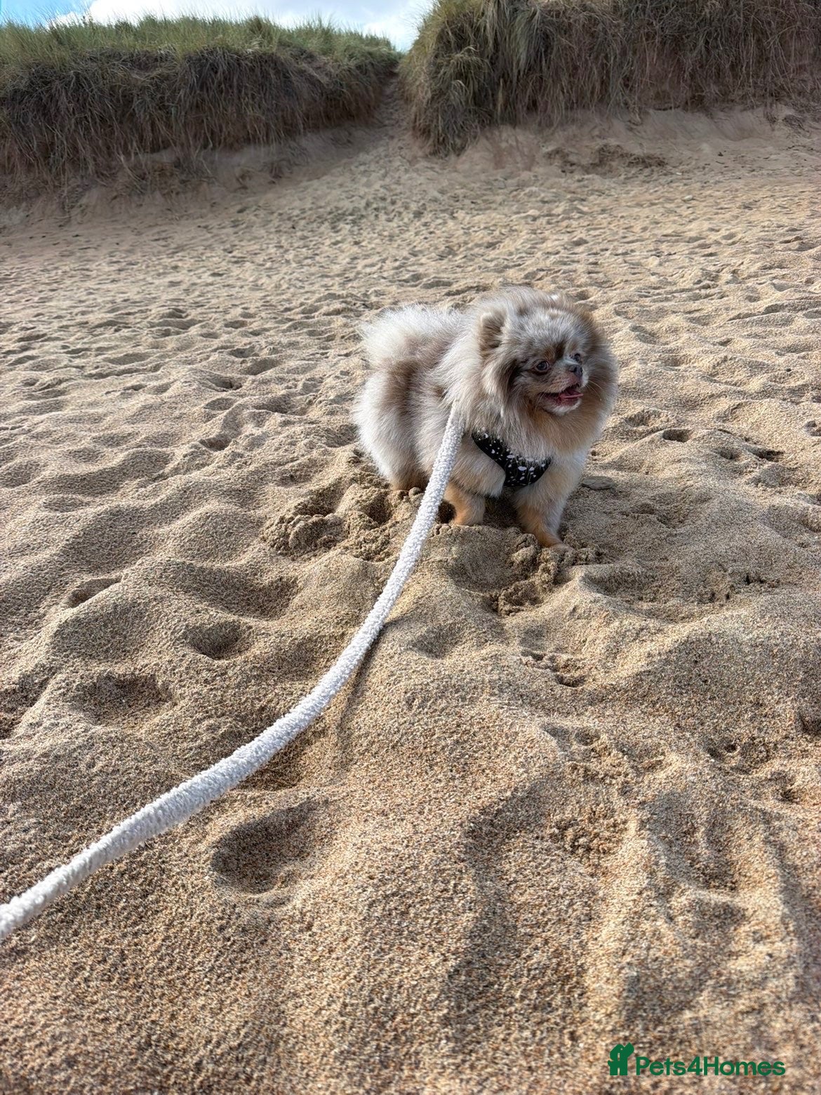 Pomeranian dogs Lilac/ tan Merle Pomeranian Available for stud  - Advert 2