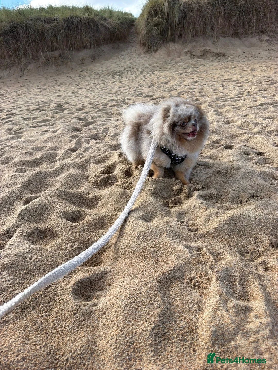 Pomeranian dogs for stud: Lilac/ tan Merle Pomeranian Available for stud  - Advert 1