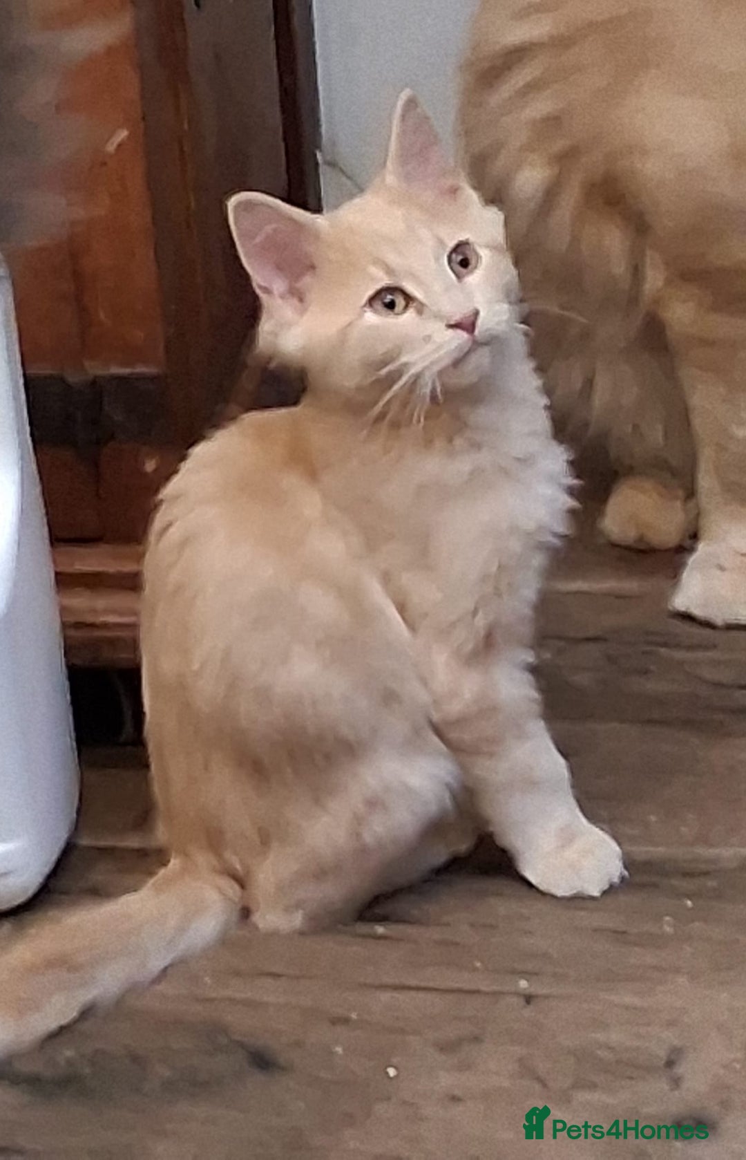 Maine Coon cats for sale: Maine coon - Advert 4