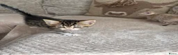 Domestic Shorthair cats for sale: Gorgeous little kittens looking for a forever home - Advert 5