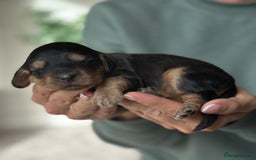 Cockapoo dogs for sale: Stunning F2 DNA health tested Cockapoo puppies  - Image 17