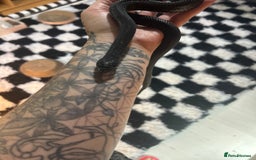 Snake reptiles for sale: Female black pine snake  - Image 2