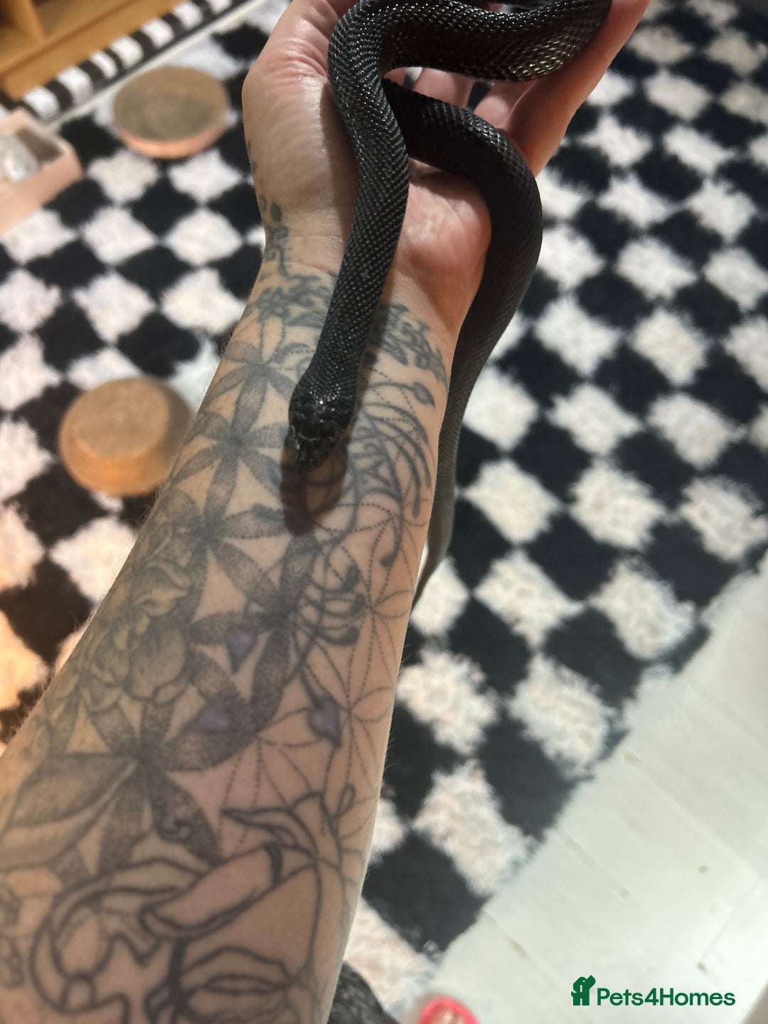 Snake reptiles for sale: Female black pine snake  - Image 2