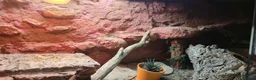 Bearded Dragon reptiles for sale: Red monster bearded dragon plus home  in Withernsea - Advert 4