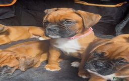Boxer dogs for sale: Longtail girl  - ONLY 2girls remaining! KC heartscore 0, CHAMPlines - Image 5