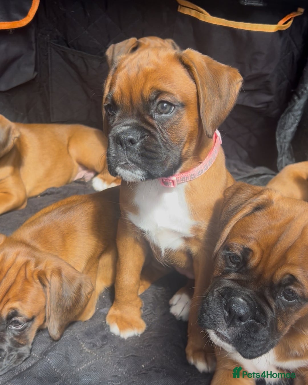 Boxer dogs for sale: Longtail girl  - ONLY 2girls remaining! KC heartscore 0, CHAMPlines - Image 5