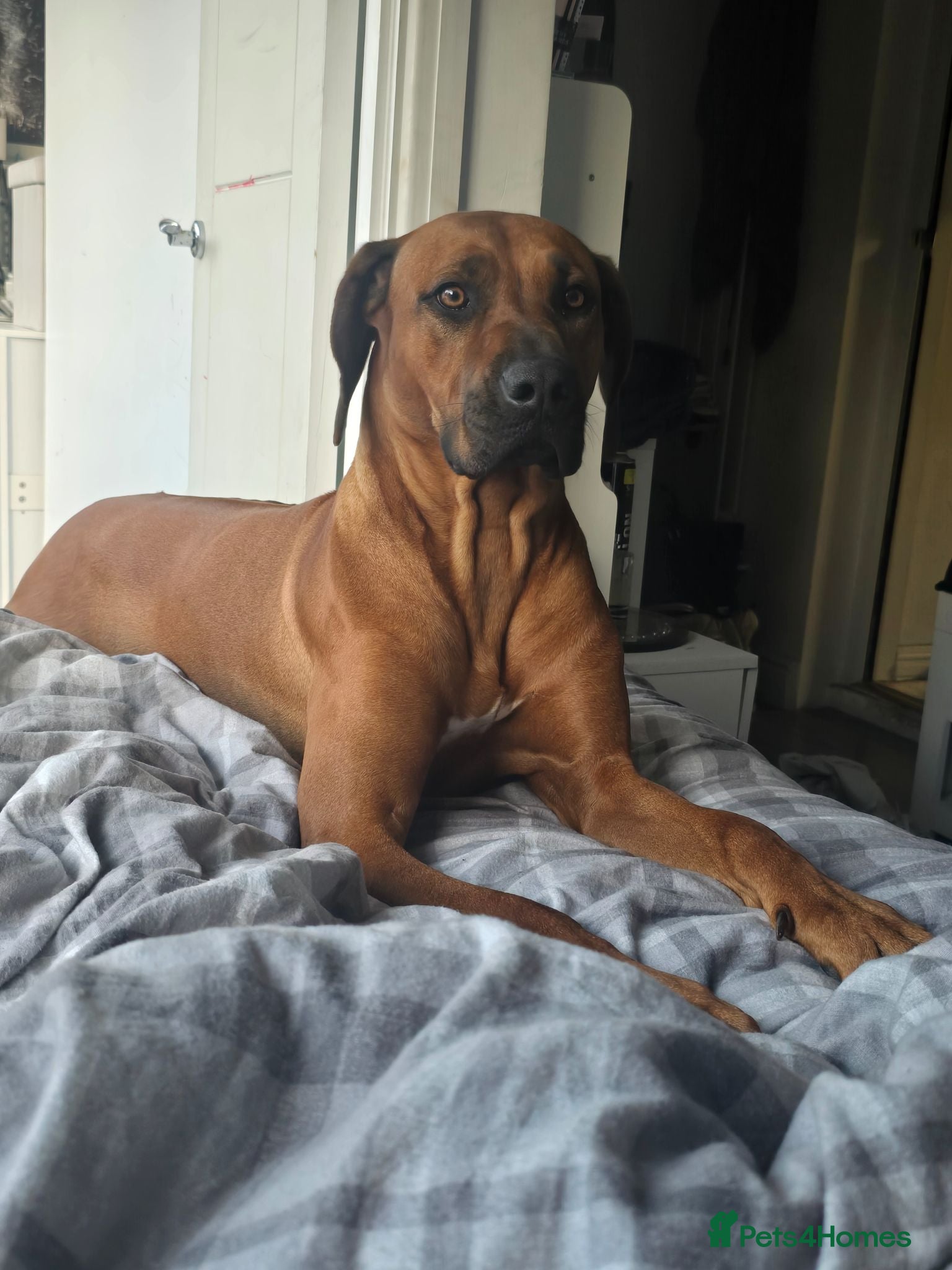 Rhodesian Ridgeback dogs Betsy rhodesian ridgeback  - Advert 3