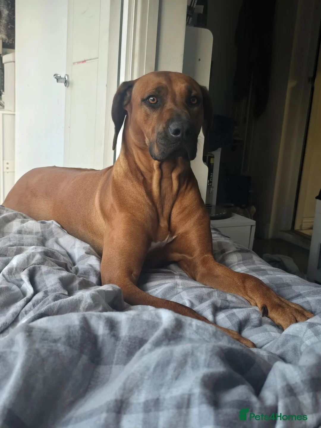Rhodesian Ridgeback dogs for sale: Betsy rhodesian ridgeback  in Bridport - Advert 1
