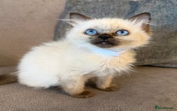 Ragdoll cats for sale: Ragdoll Kittens 😻 3 boys ready now  - Image 8