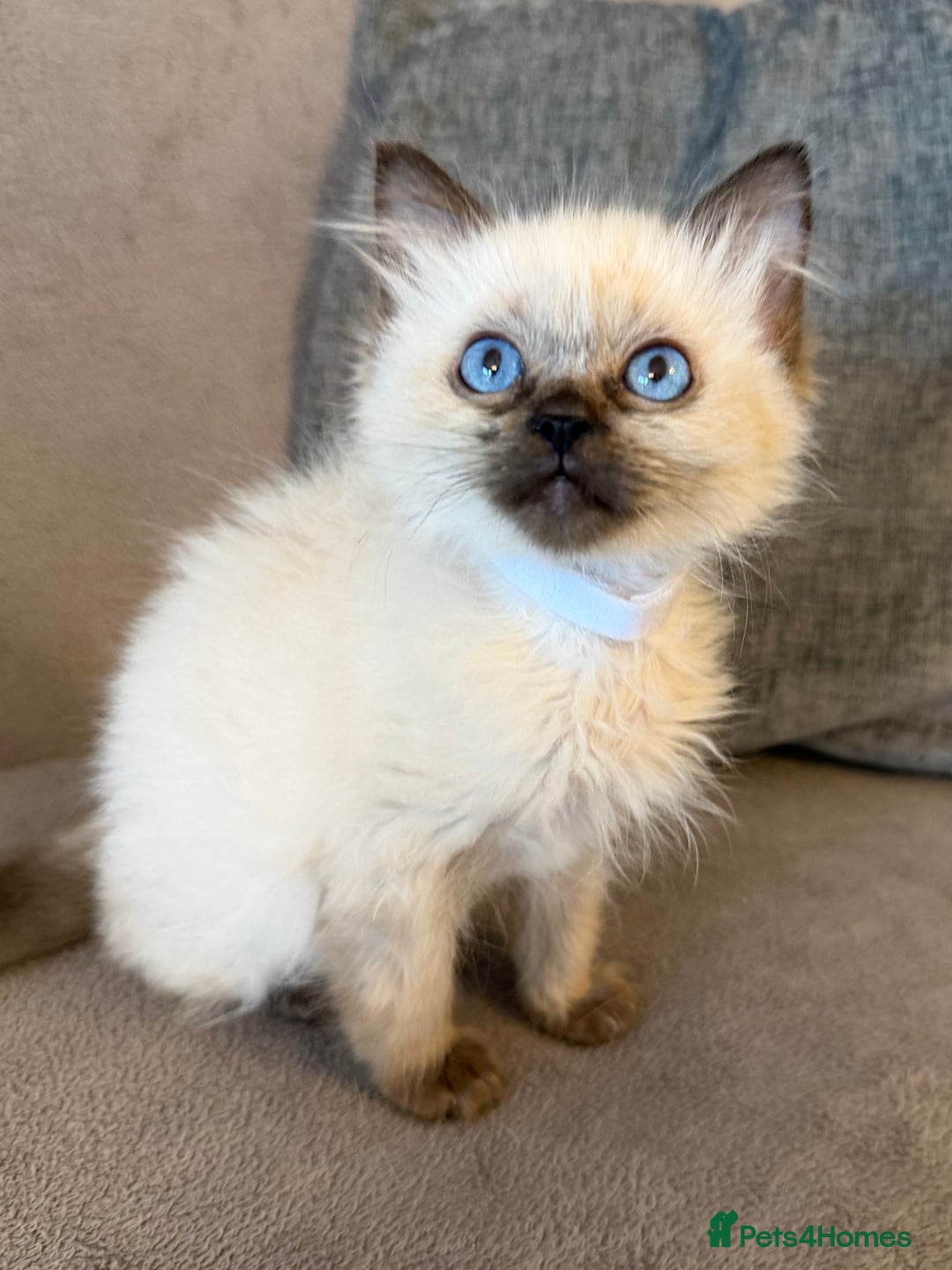 Ragdoll cats for sale: Ragdoll Kittens 😻 3 boys ready now  - Image 8