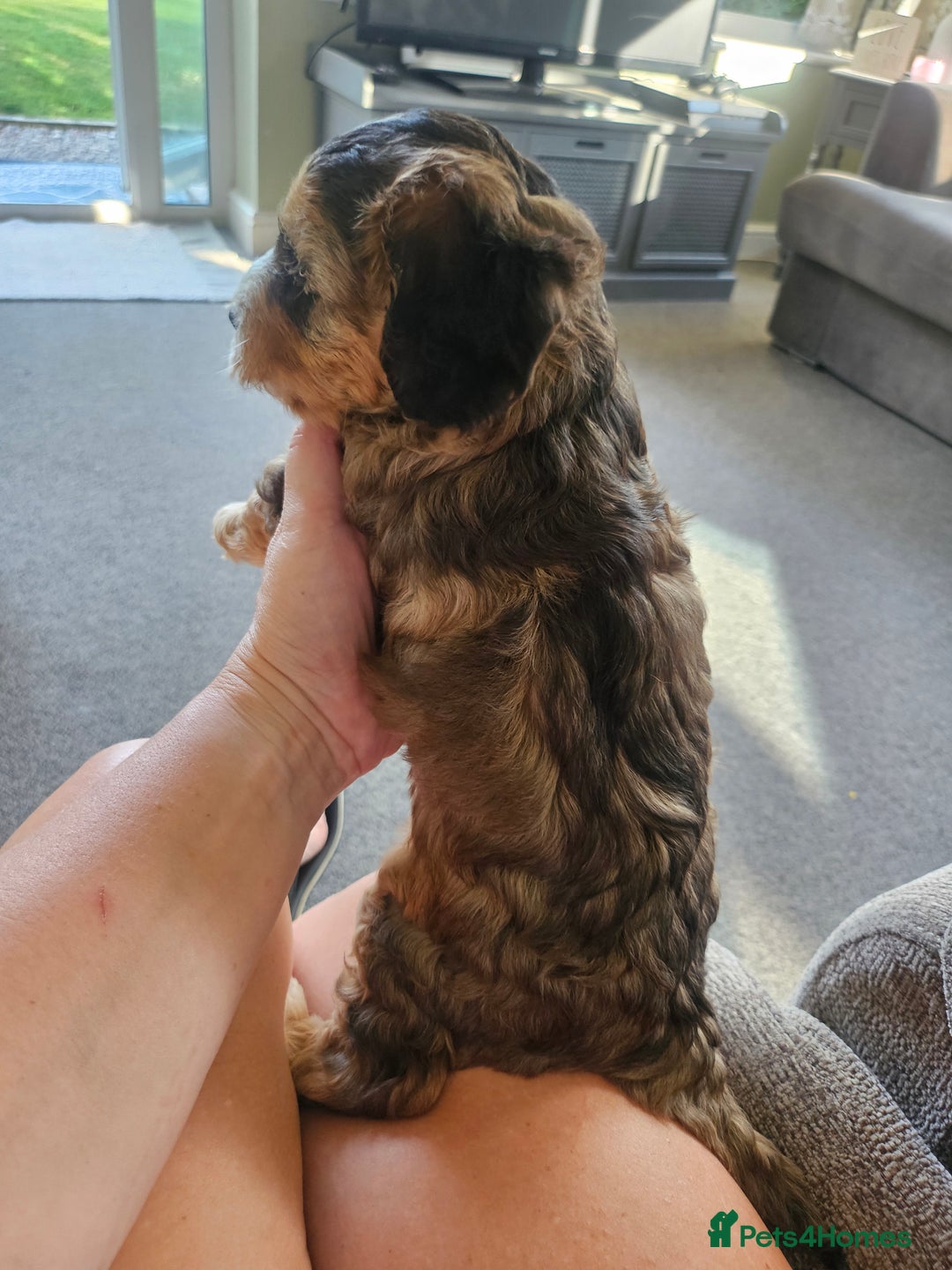 Cockapoo dogs for sale:  7 week old Cockapoos 2 girls ( both sold)  1 boy  - Image 7