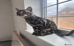 Bengal cats for sale: Intensively socialised bengal kittens - lap cats! in Scunthorpe - Image 24