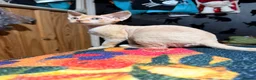 Devon Rex cats for sale: Stunning, cheeky GCCF reg Devon Male - Advert 7