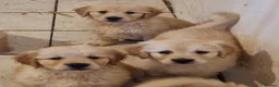 Golden Retriever dogs for sale: Stunning golden Girls - Advert 2