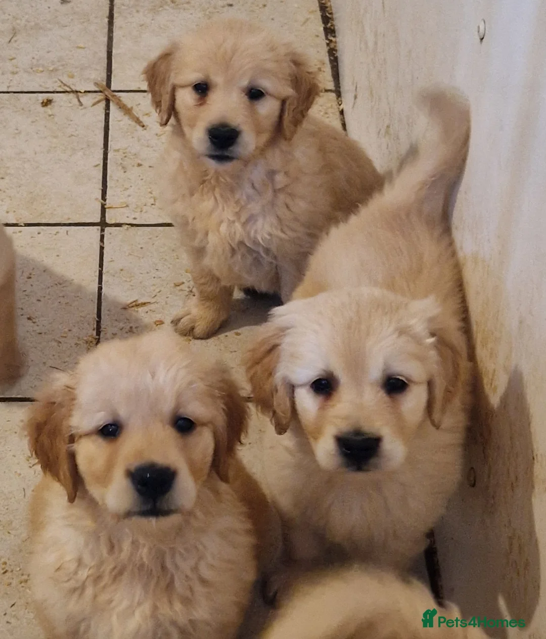 Golden Retriever dogs for sale: Stunning golden Girls - Advert 2