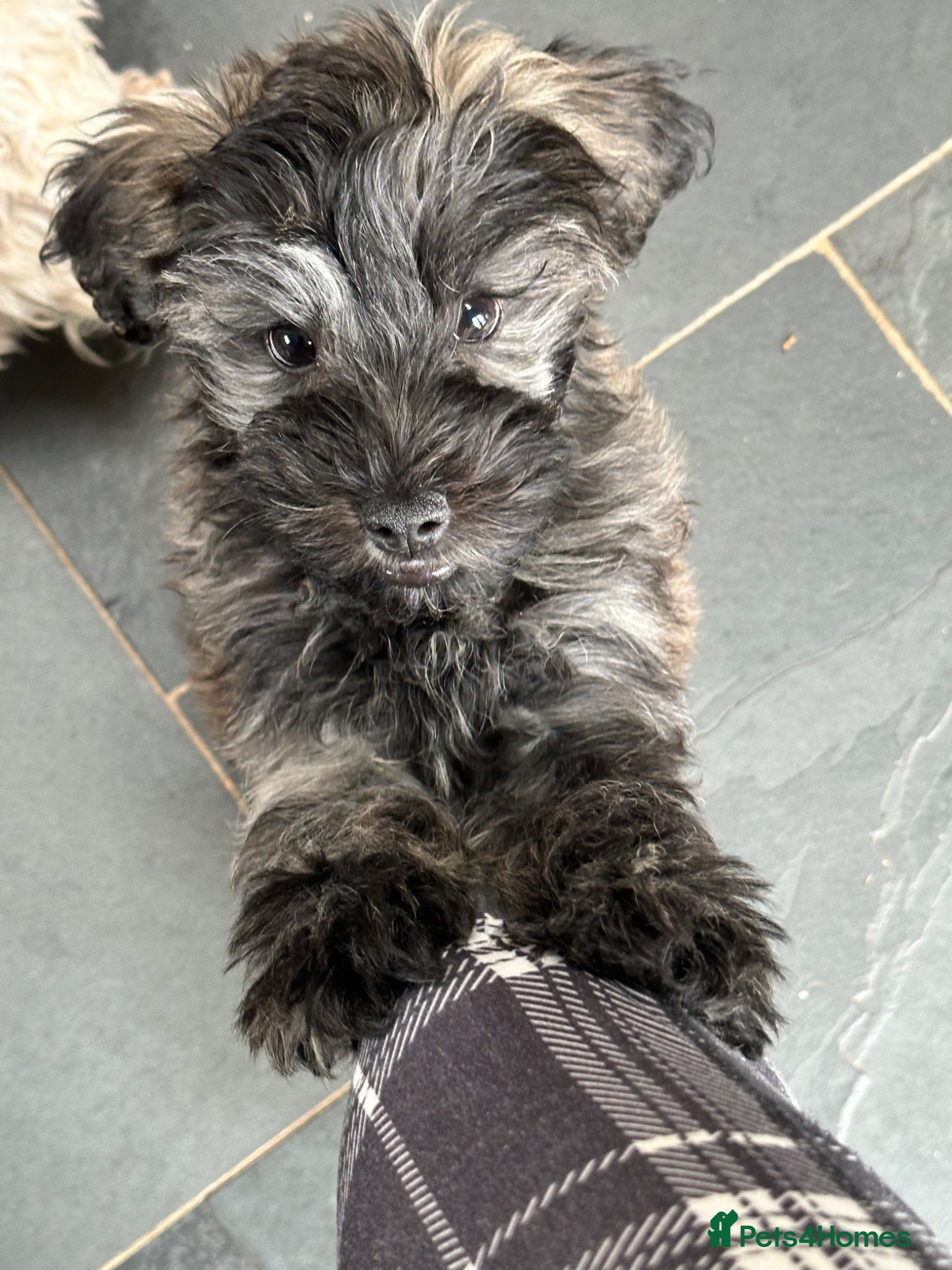 Schnoodle dogs Last gorgeously cute Brindle boy, ready to leave - Advert 5