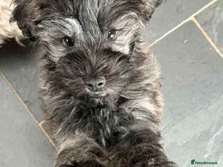 Schnoodle dogs Last gorgeously cute Brindle boy, ready to leave - Advert 5