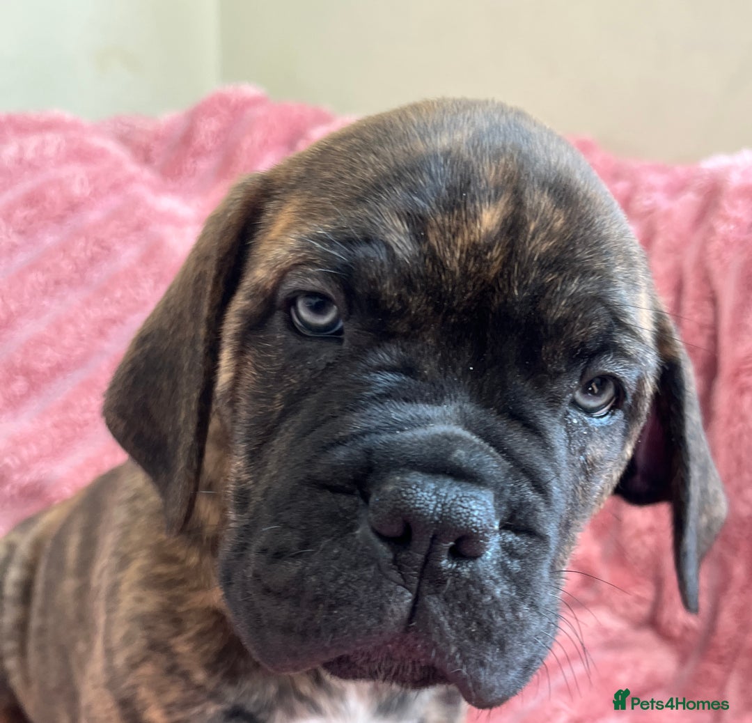 Mixed Breed dogs for sale: MastiffxCane Corso puppies⭐️Ready Now!! - Image 33