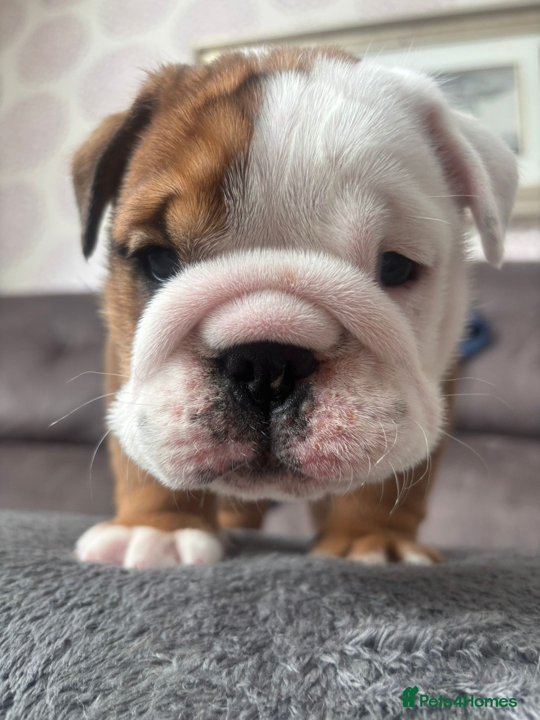 English Bulldog dogs for sale: 2 Beautiful Red & White English Bulldogs - Image 22