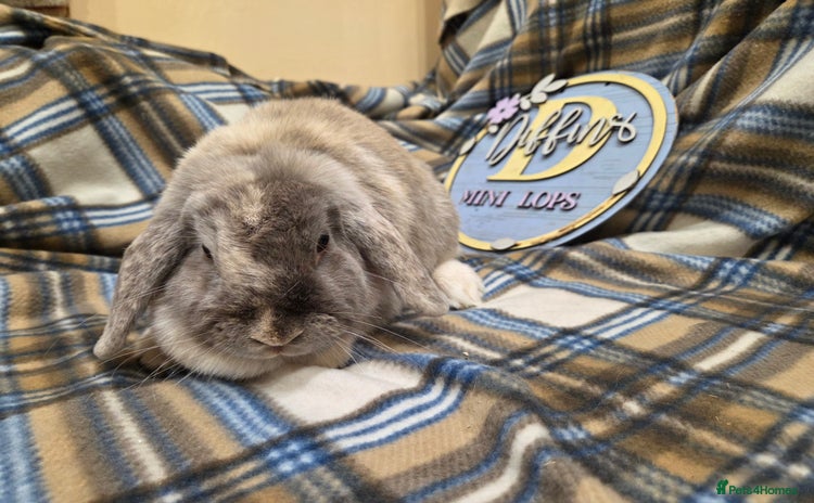 Mini Lop rabbits - Advert 1