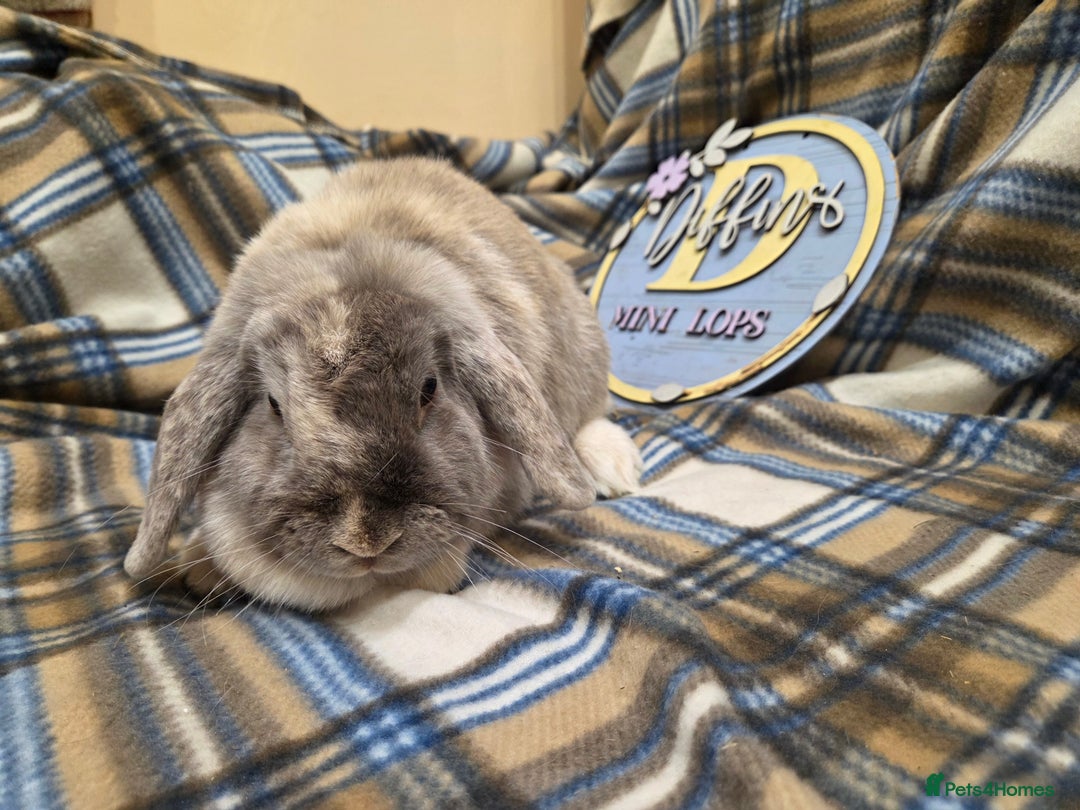 Mini Lop rabbits for sale: Mini lop bunny  - Image 1