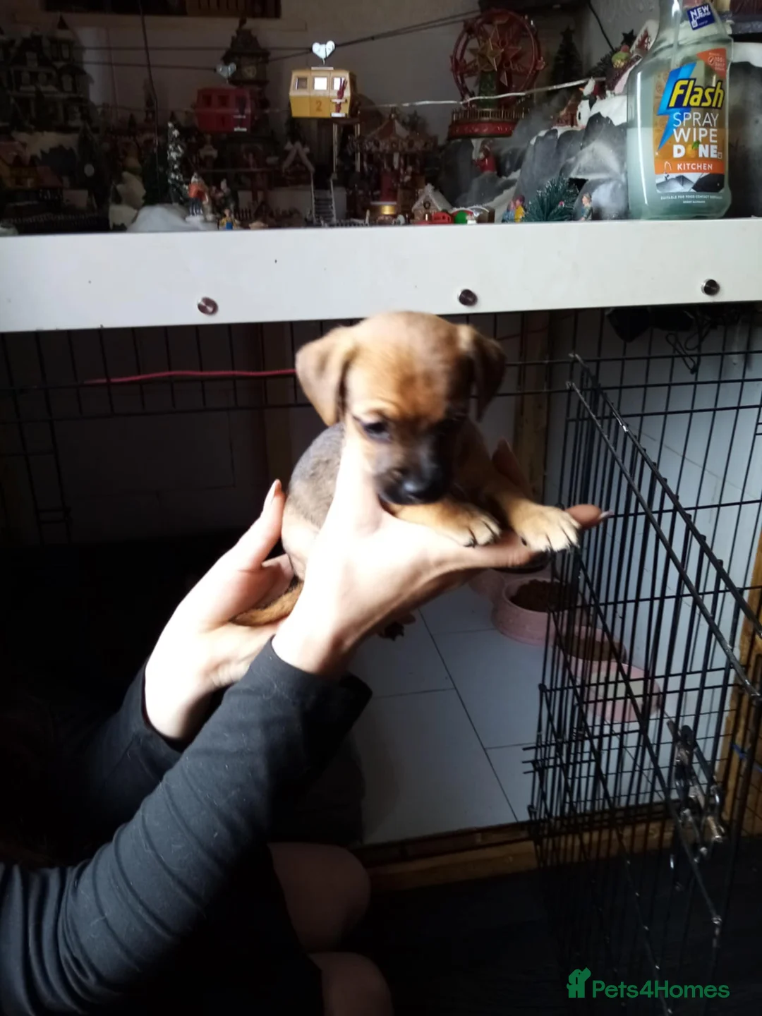Jack Russell dogs for sale: Miniature jack Russell puppies two girls  in Aylesford - Advert 2