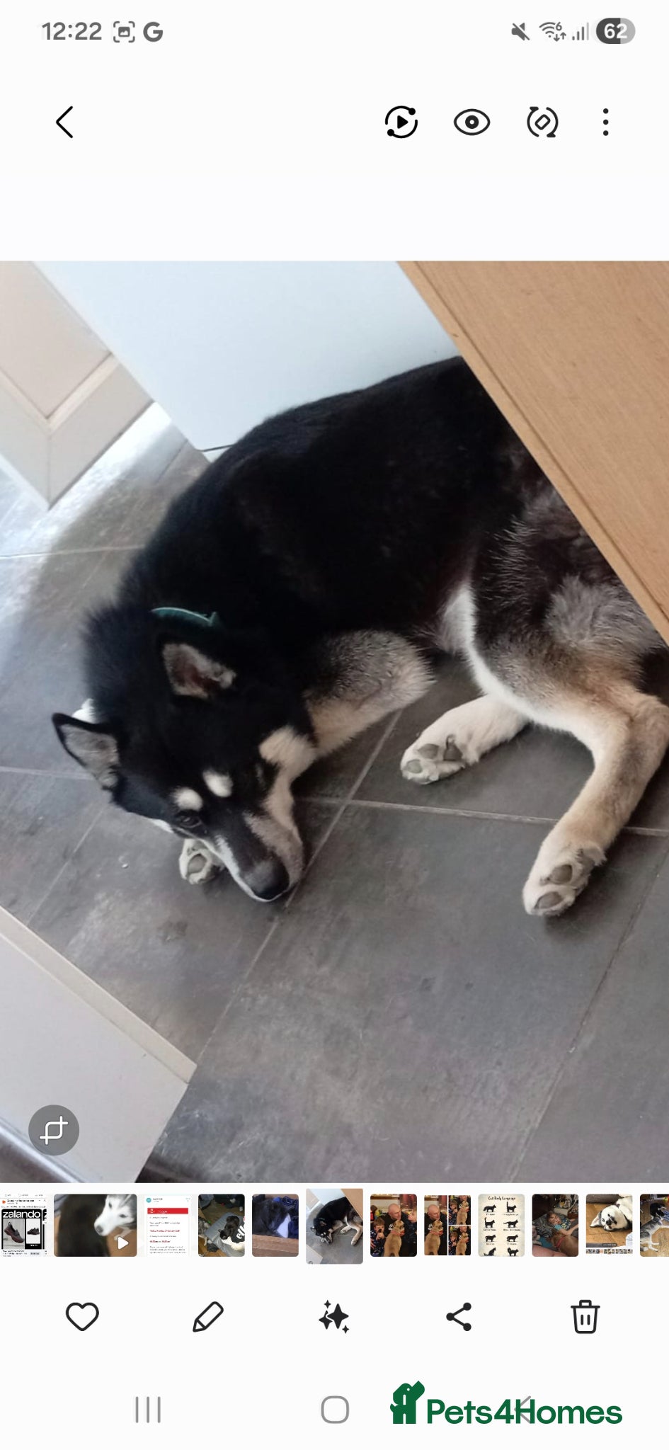 Siberian Husky dogs Siberian Husky For STUD ONLY - Advert 2