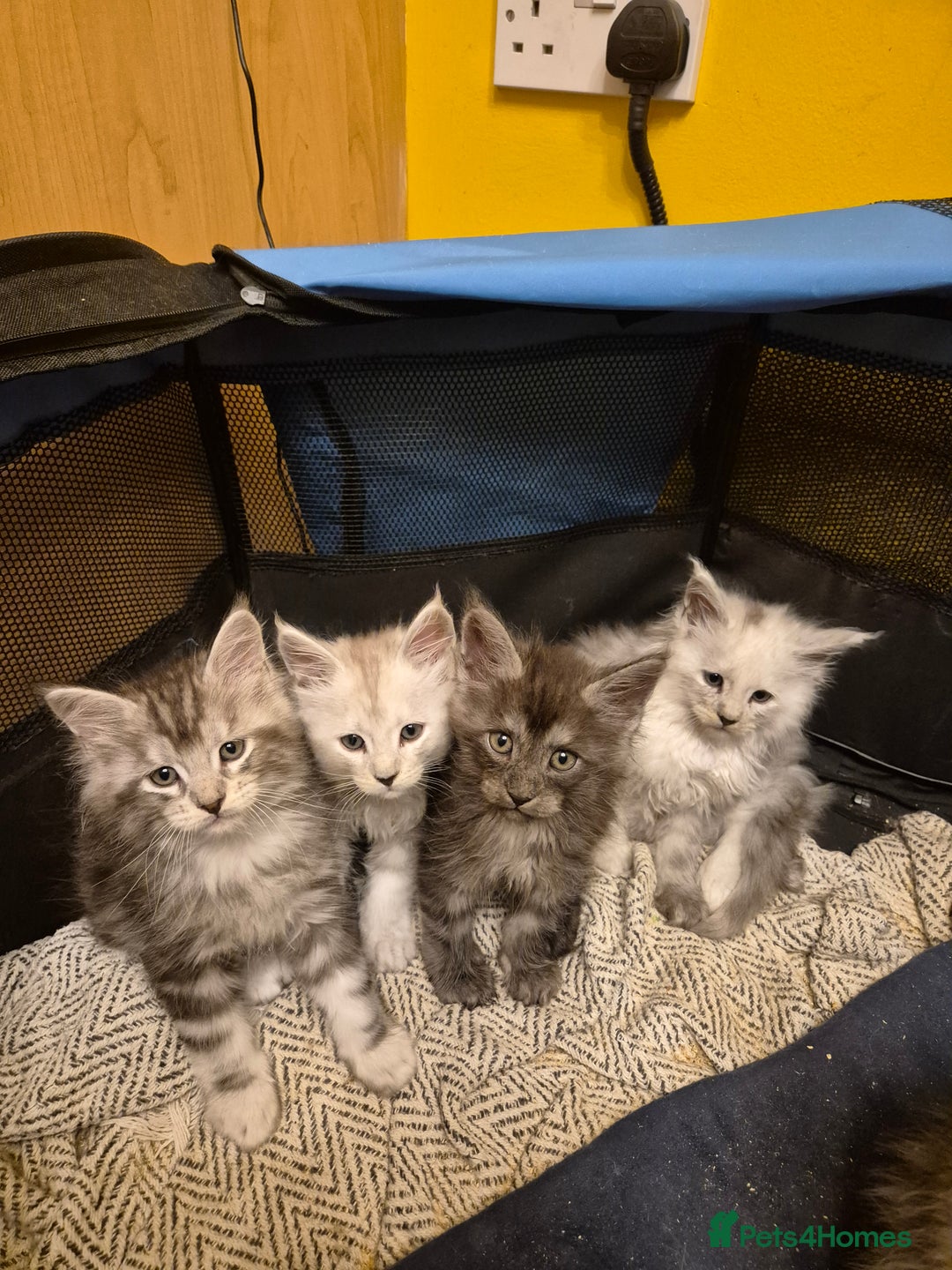 Maine Coon cats for sale: Maine Coon kittens - Advert 18