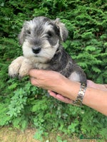 Miniature Schnauzer dogs - Advert 7