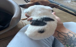 Jack Russell dogs for sale: Jack Russell puppies for sale - Image 13