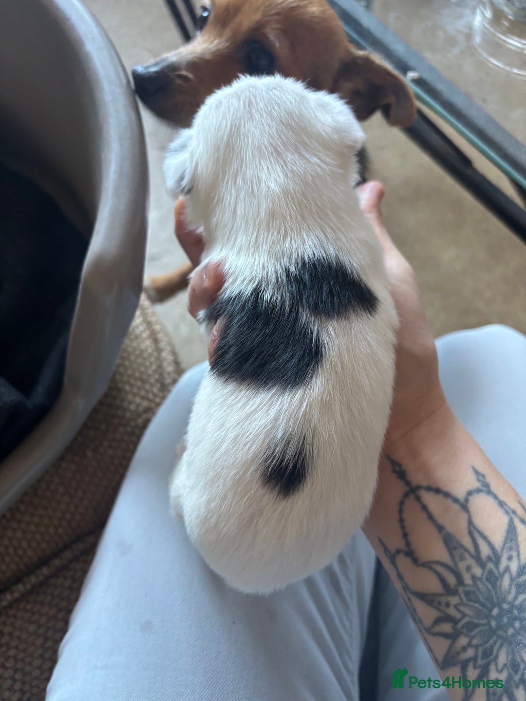 Jack Russell dogs for sale: Jack Russell puppies for sale - Image 13