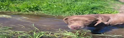Labrador Retriever dogs for sale: Chocolate kc registered Labrador Fucge - Advert 2