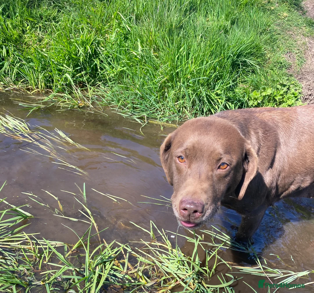 Labrador Retriever dogs for sale: Chocolate kc registered Labrador Fucge - Advert 2