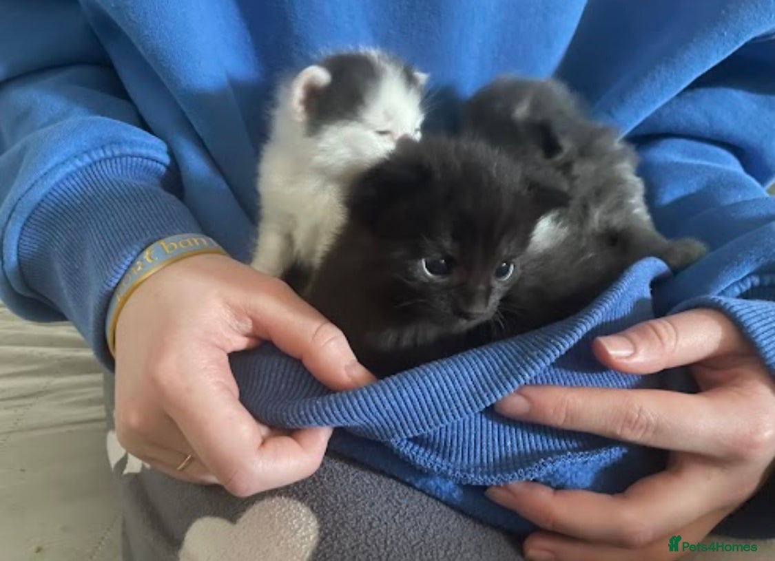 Mixed Breed cats Kittens for sale  - Advert 5