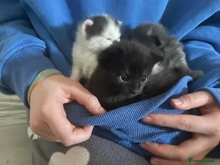 Mixed Breed cats Kittens for sale - Advert 5