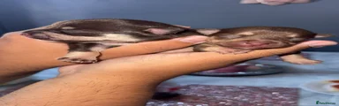 Chihuahua 6
