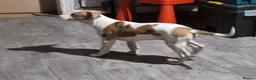 Lurcher dogs for sale: Lurcher puppies - Advert 11