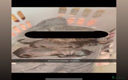 Cane Corso dogs for sale: Cane Corso first litter of puppies !! - Image 17