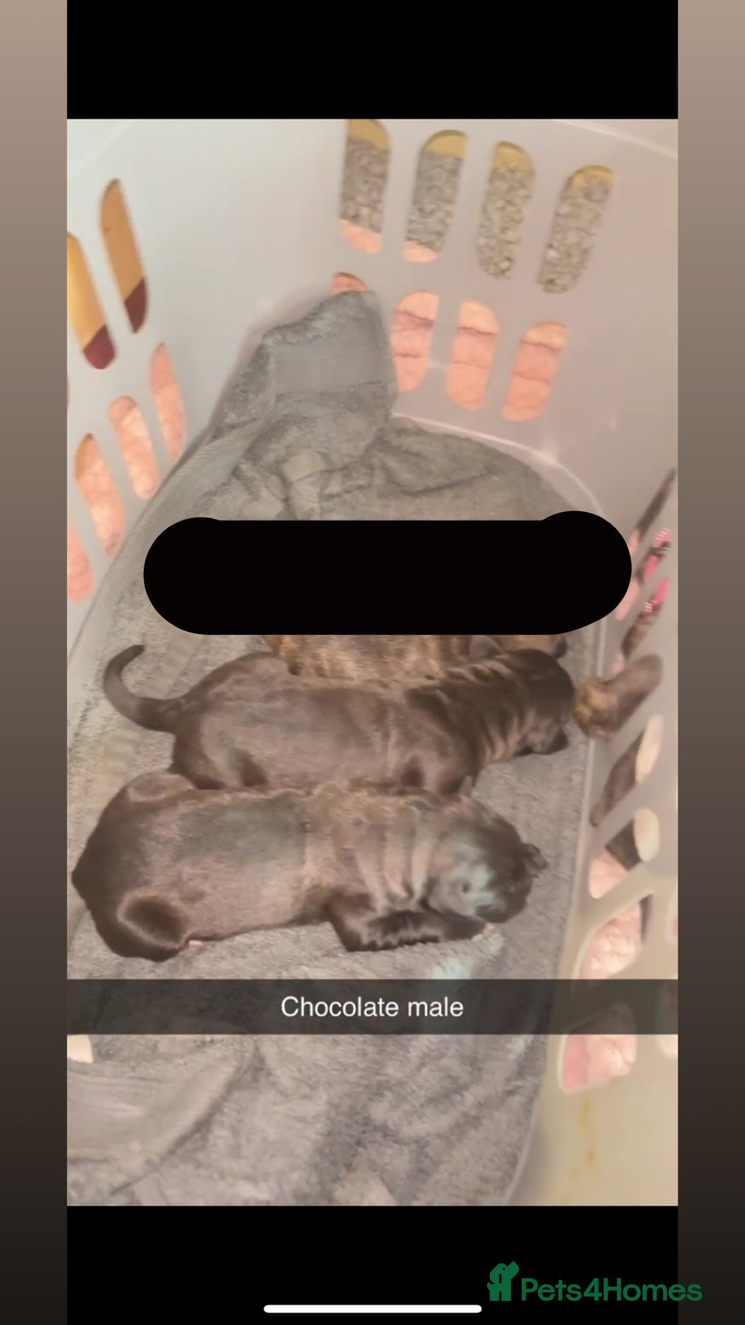 Cane Corso dogs for sale: Cane Corso first litter of puppies !! - Image 17